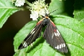 DAYFLYING MOTH (Black, White+Red Spotted)